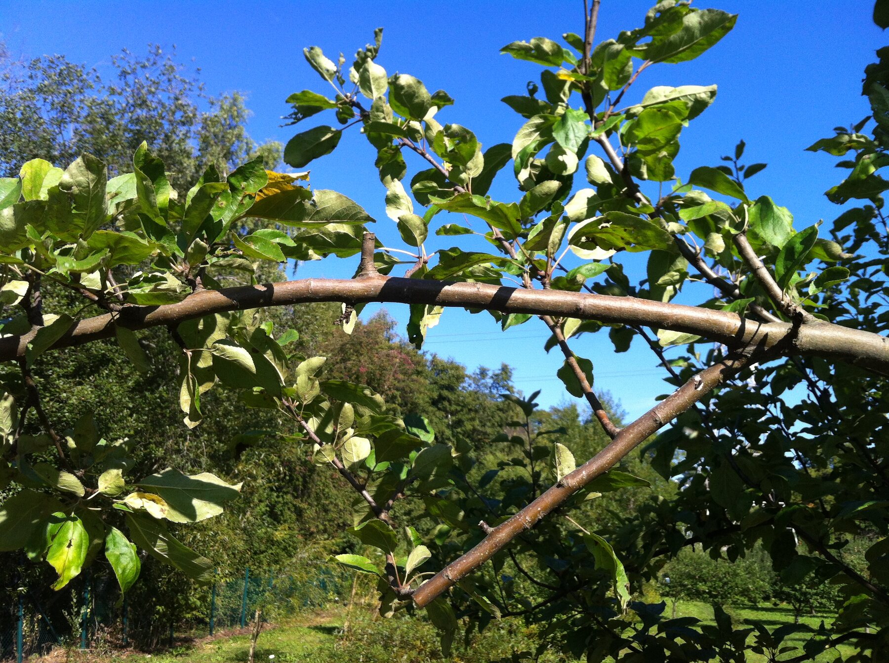Ett äppelträd som beskärs mot en klarblå himmel
